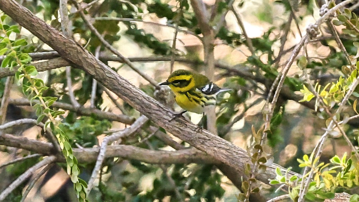 Townsend's Warbler - ML644631100
