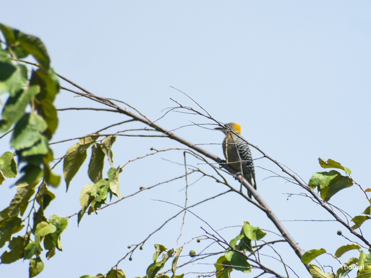 Hoffmann's Woodpecker - ML644631101