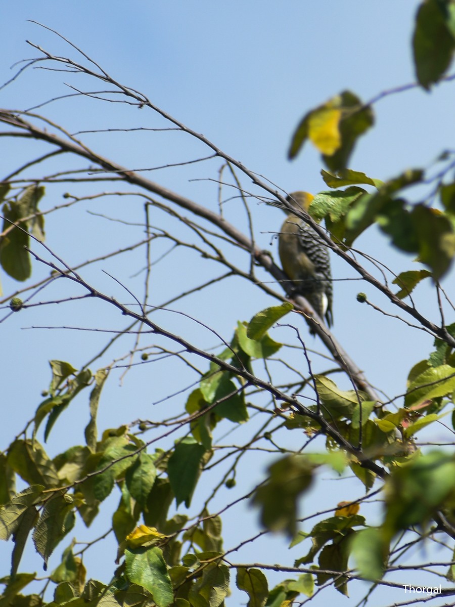 Hoffmann's Woodpecker - ML644631102