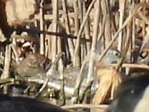 Lesser Yellowlegs - ML644631103