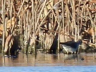 Lesser Yellowlegs - ML644631104