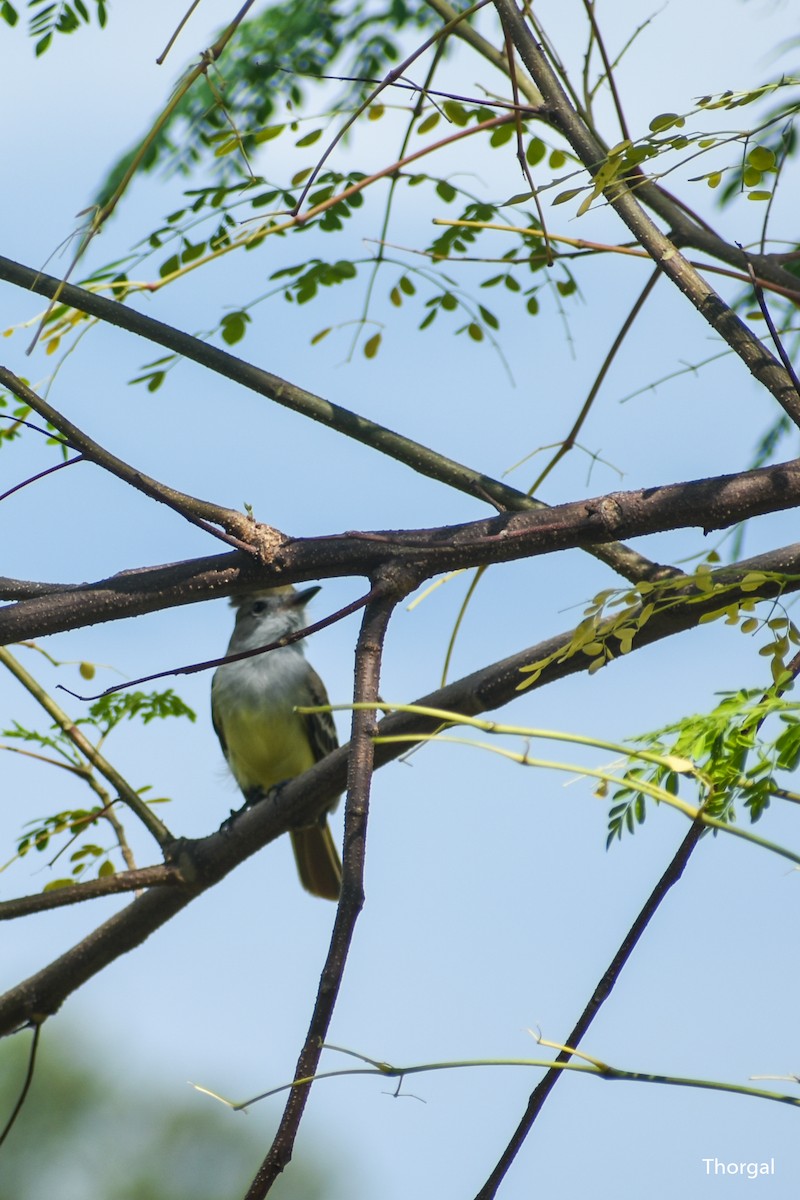 Nutting's Flycatcher - ML644631106