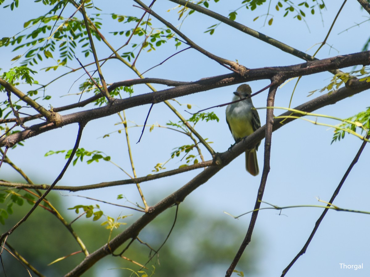 Nutting's Flycatcher - ML644631107