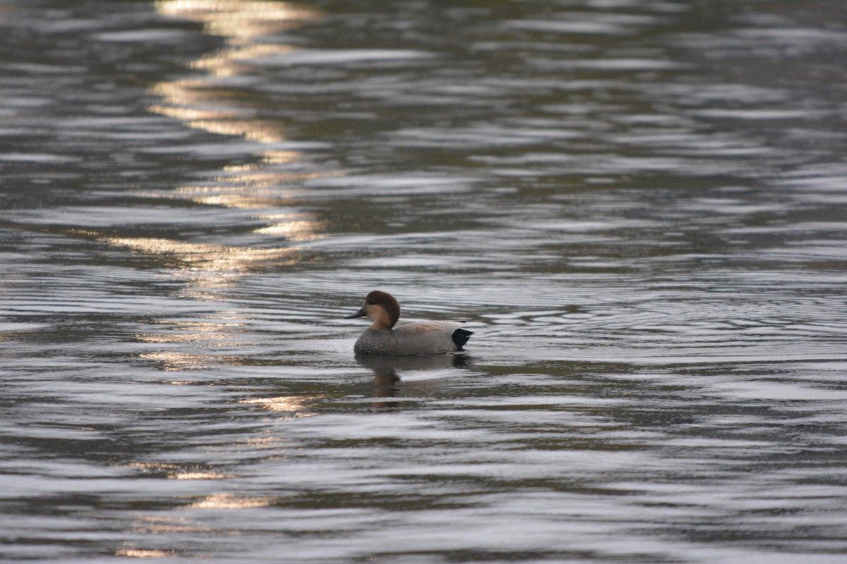 Бор нугас - ML644631112