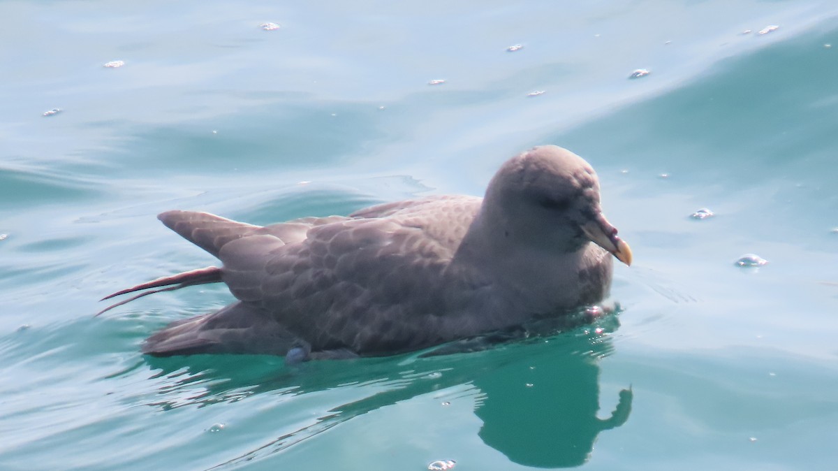 Northern Fulmar - ML644631113