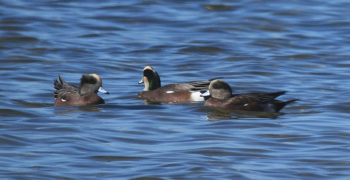 American Wigeon - ML644631114