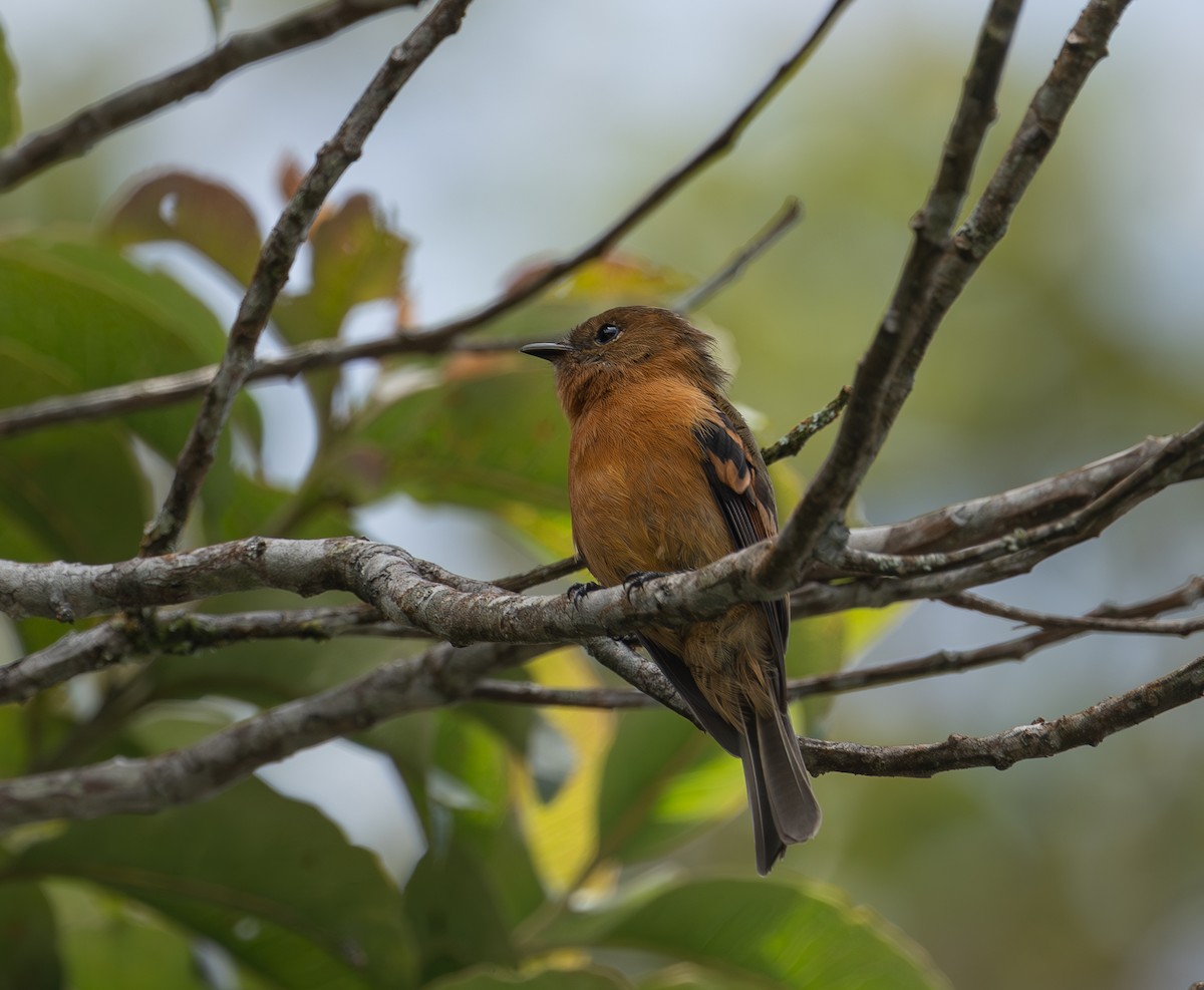 Cinnamon Flycatcher - ML644631116