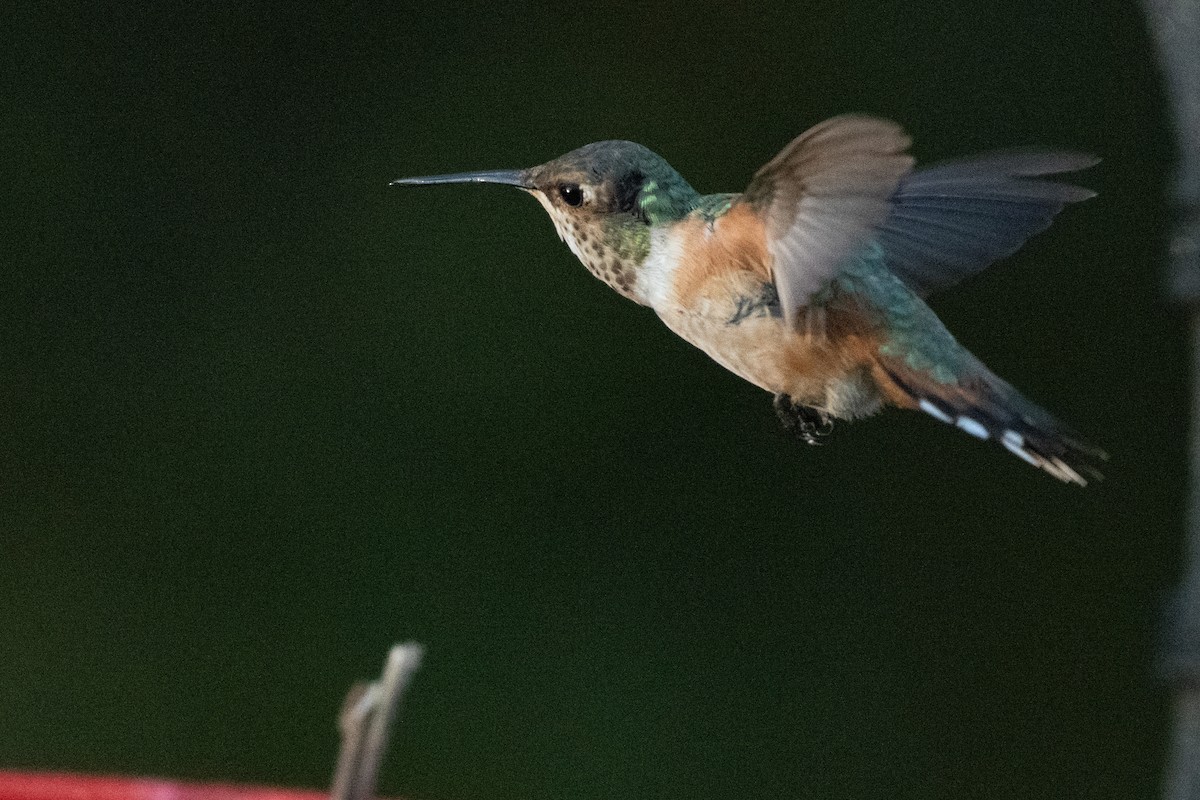 Rufous Hummingbird - ML644631119