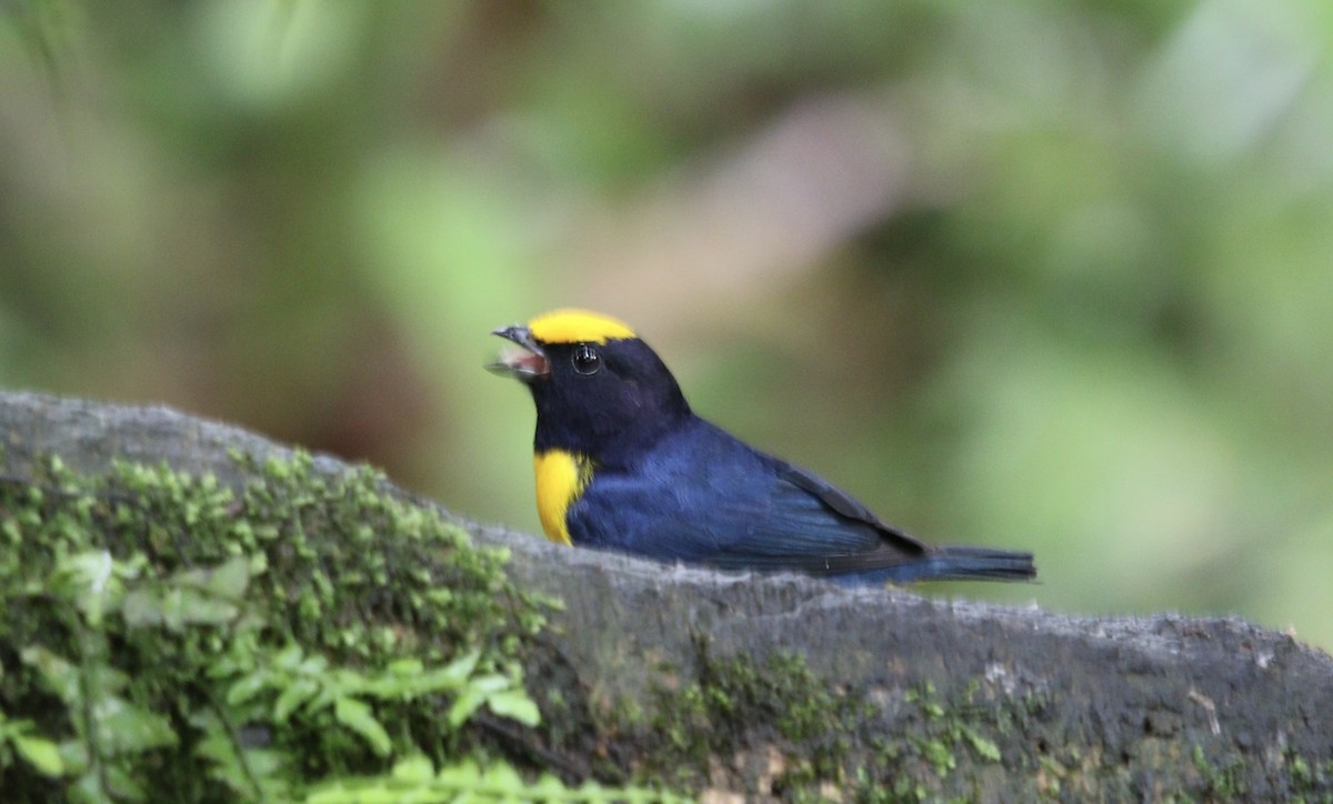 Orange-bellied Euphonia - ML644631120
