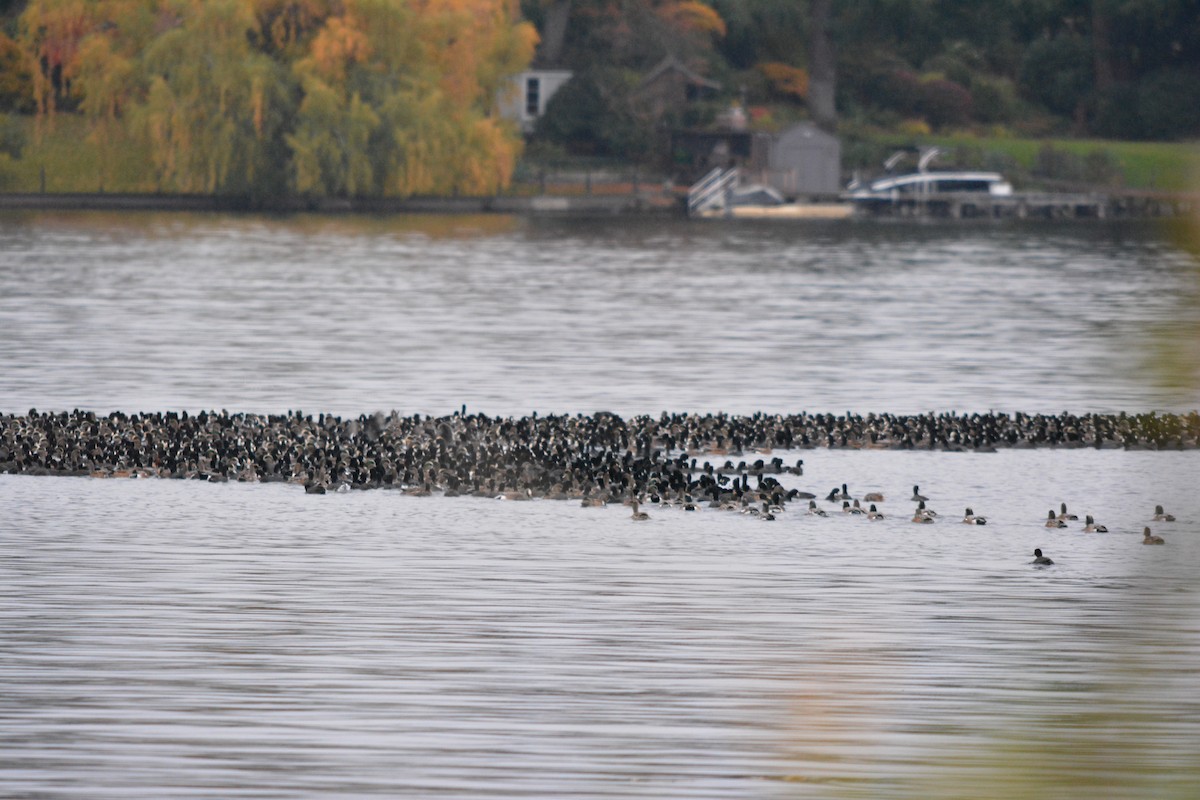 American Coot - ML644631121