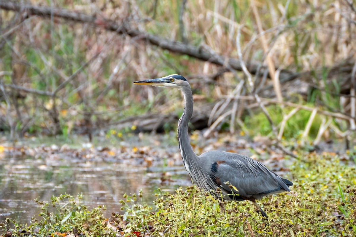 Great Blue Heron - ML644631122