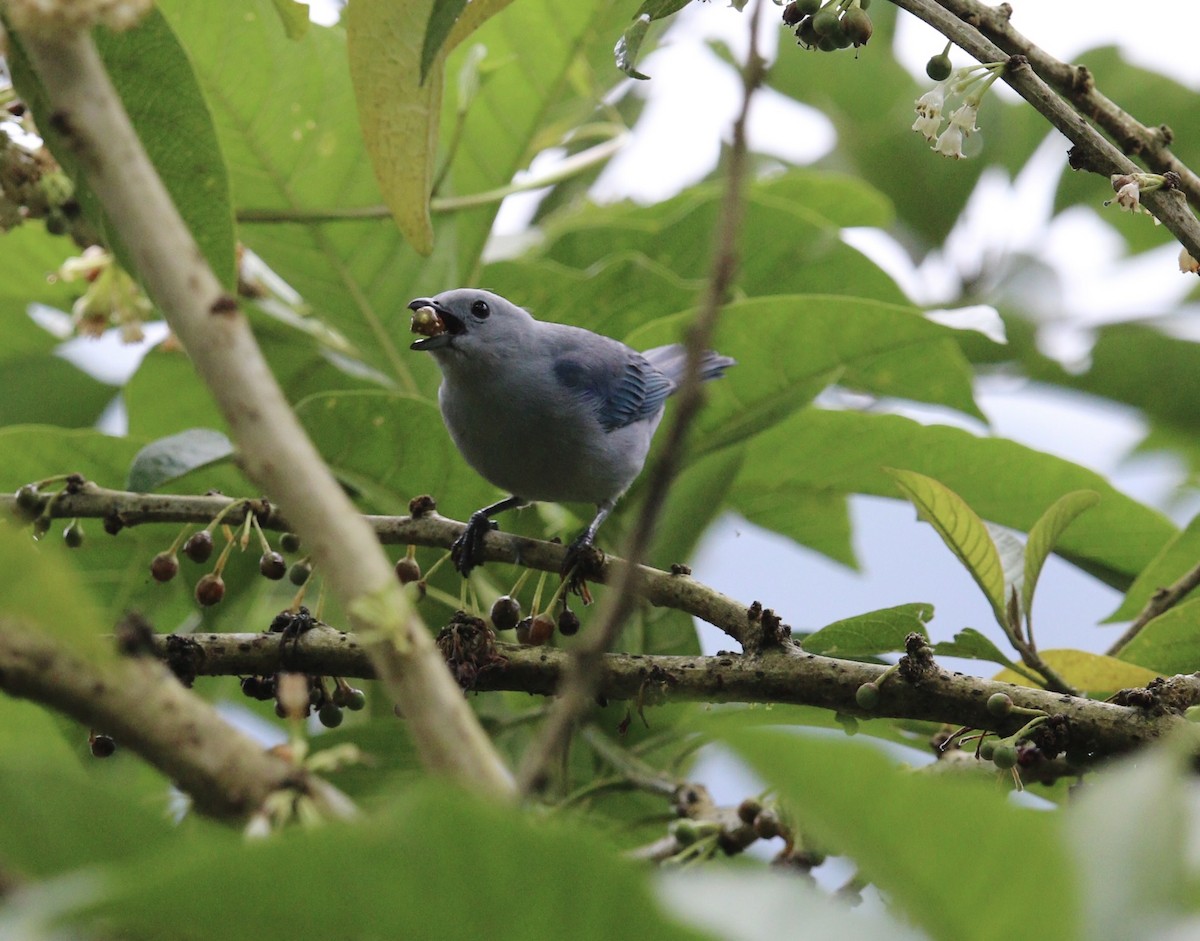 Blue-gray Tanager - ML644631123