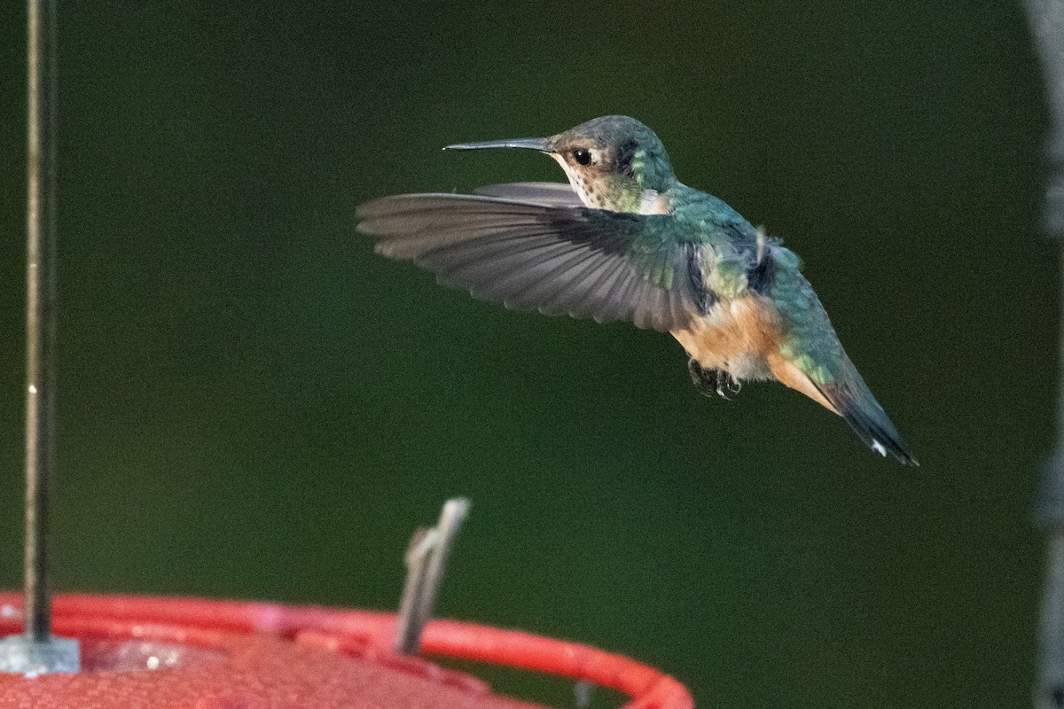 Rufous Hummingbird - ML644631125