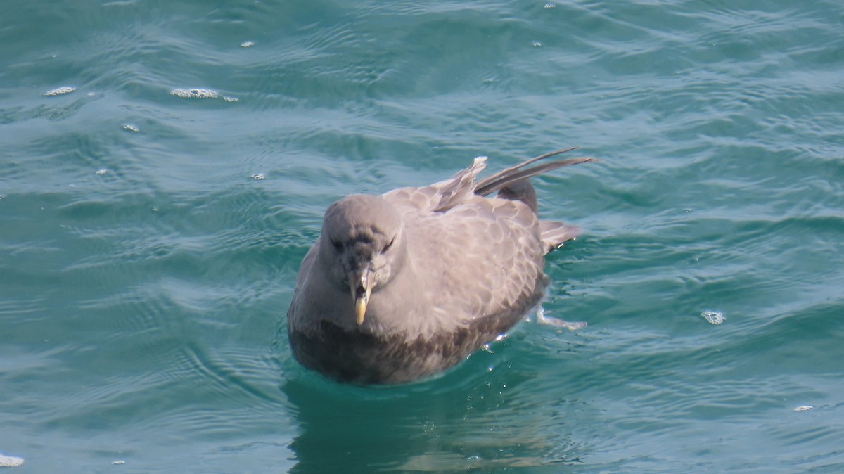Northern Fulmar - ML644631126