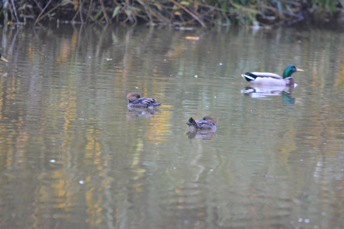 Hooded Merganser - ML644631127