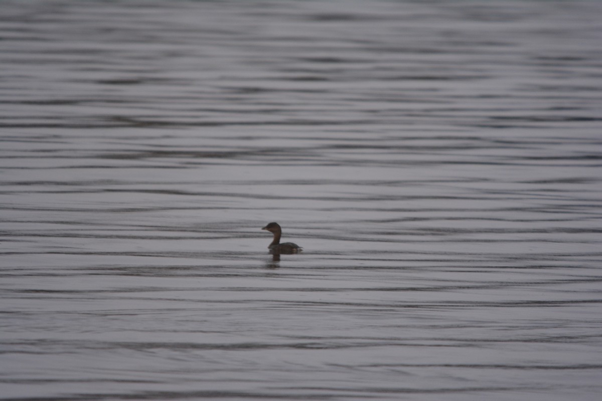 Bindentaucher - ML644631128