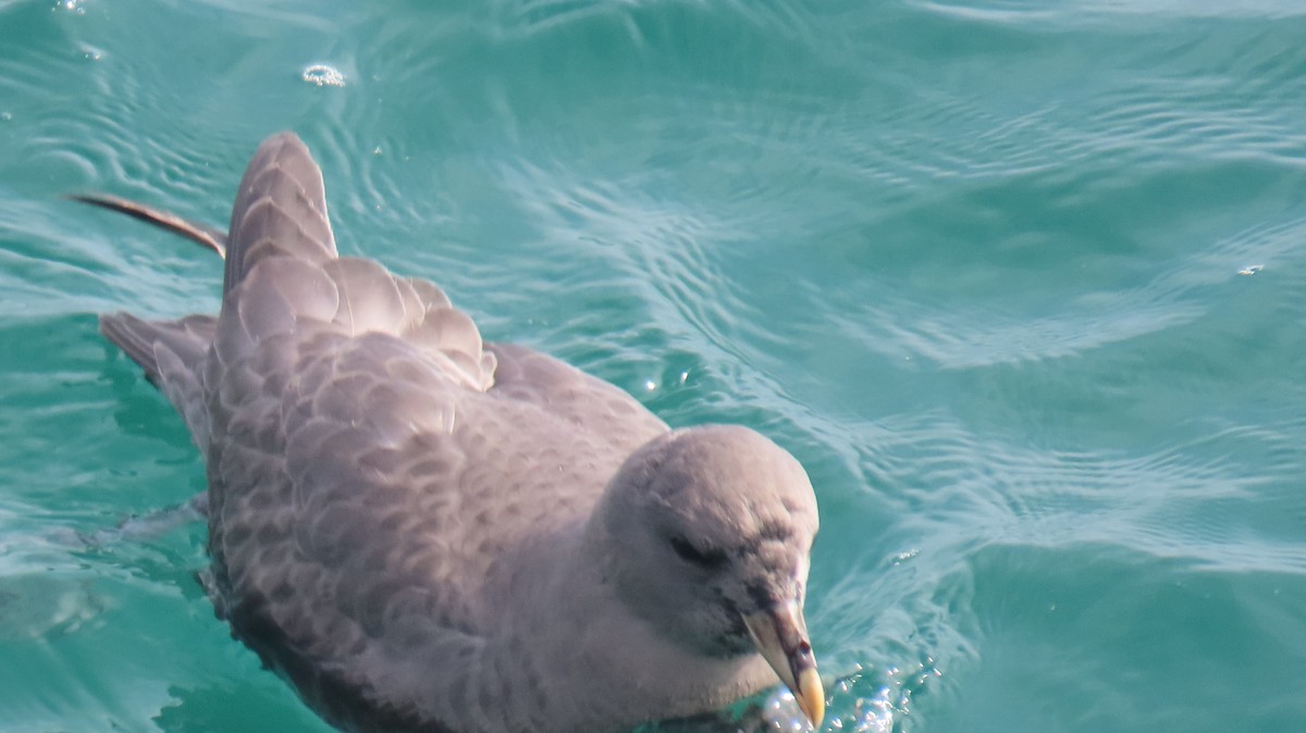 Fulmar boreala - ML644631133