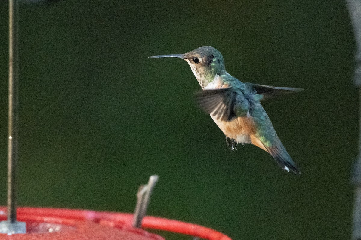 Kızıl Sırtlı Kolibri - ML644631134