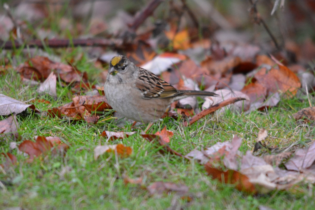 Golden-crowned Sparrow - ML644631135