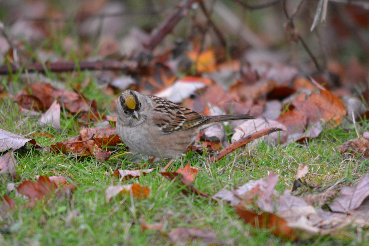 Golden-crowned Sparrow - ML644631136