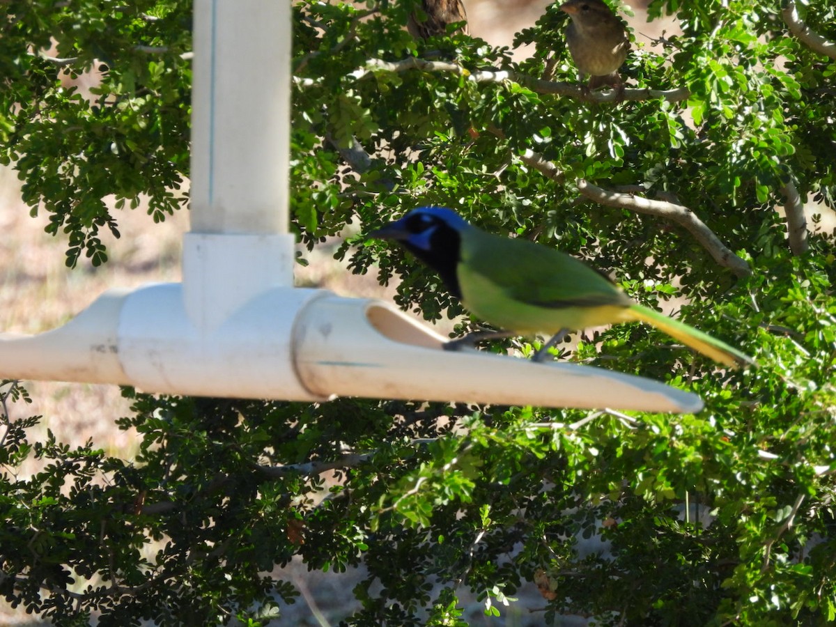 インカサンジャク - ML644631138