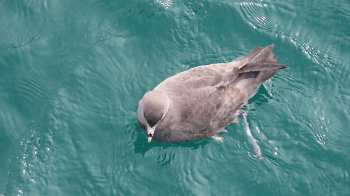 Fulmar boreala - ML644631142