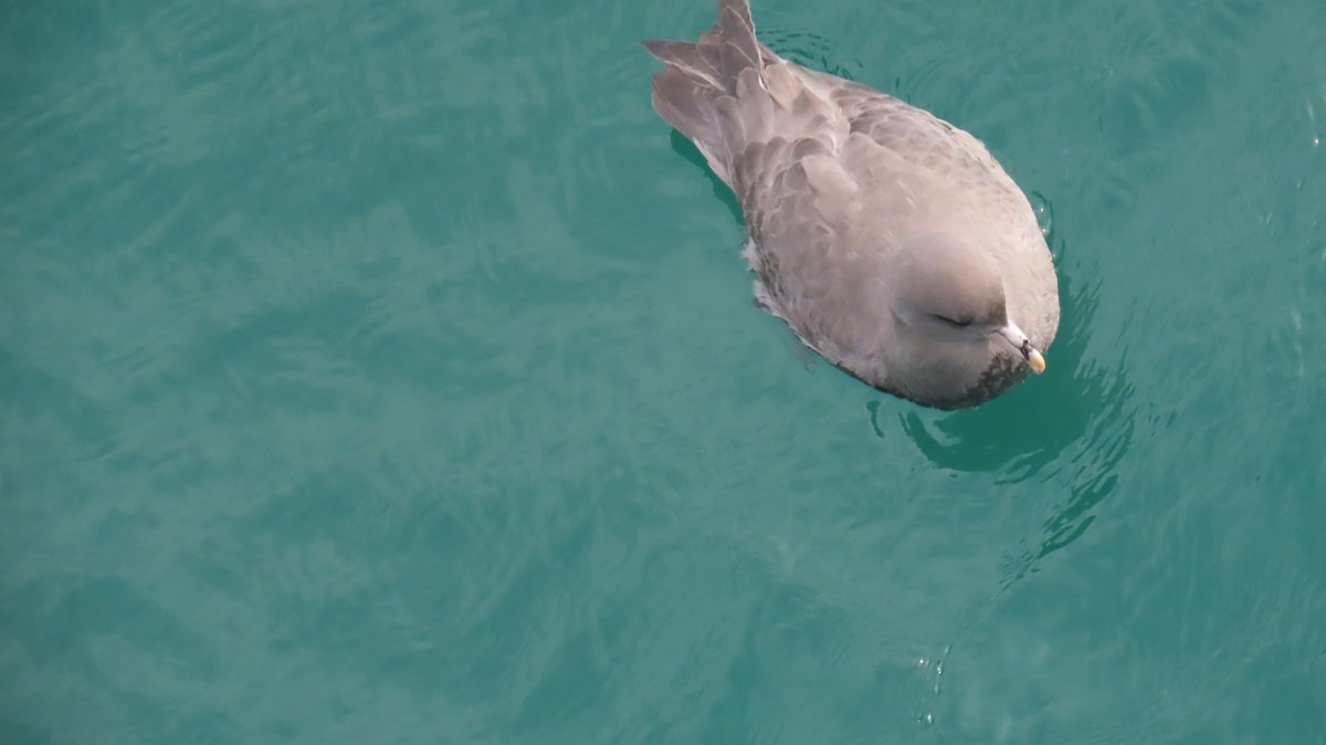 Fulmar boreala - ML644631145