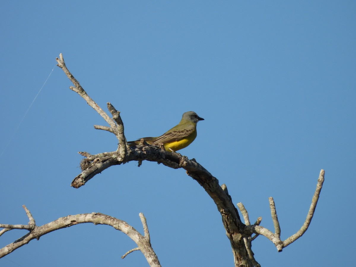 ヒガシオリーブタイランチョウ - ML644631147