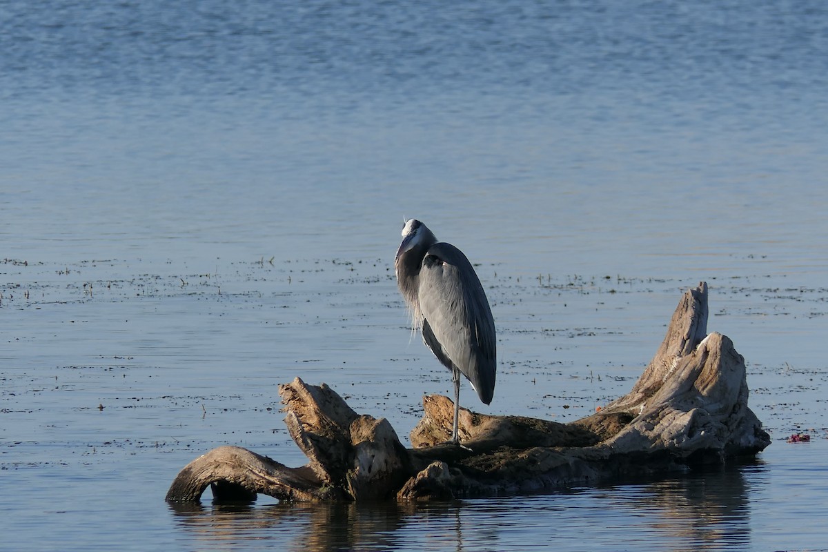 herodiashegre - ML644631157