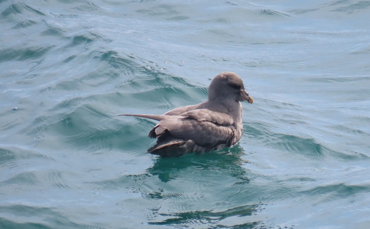 Fulmar boreala - ML644631158