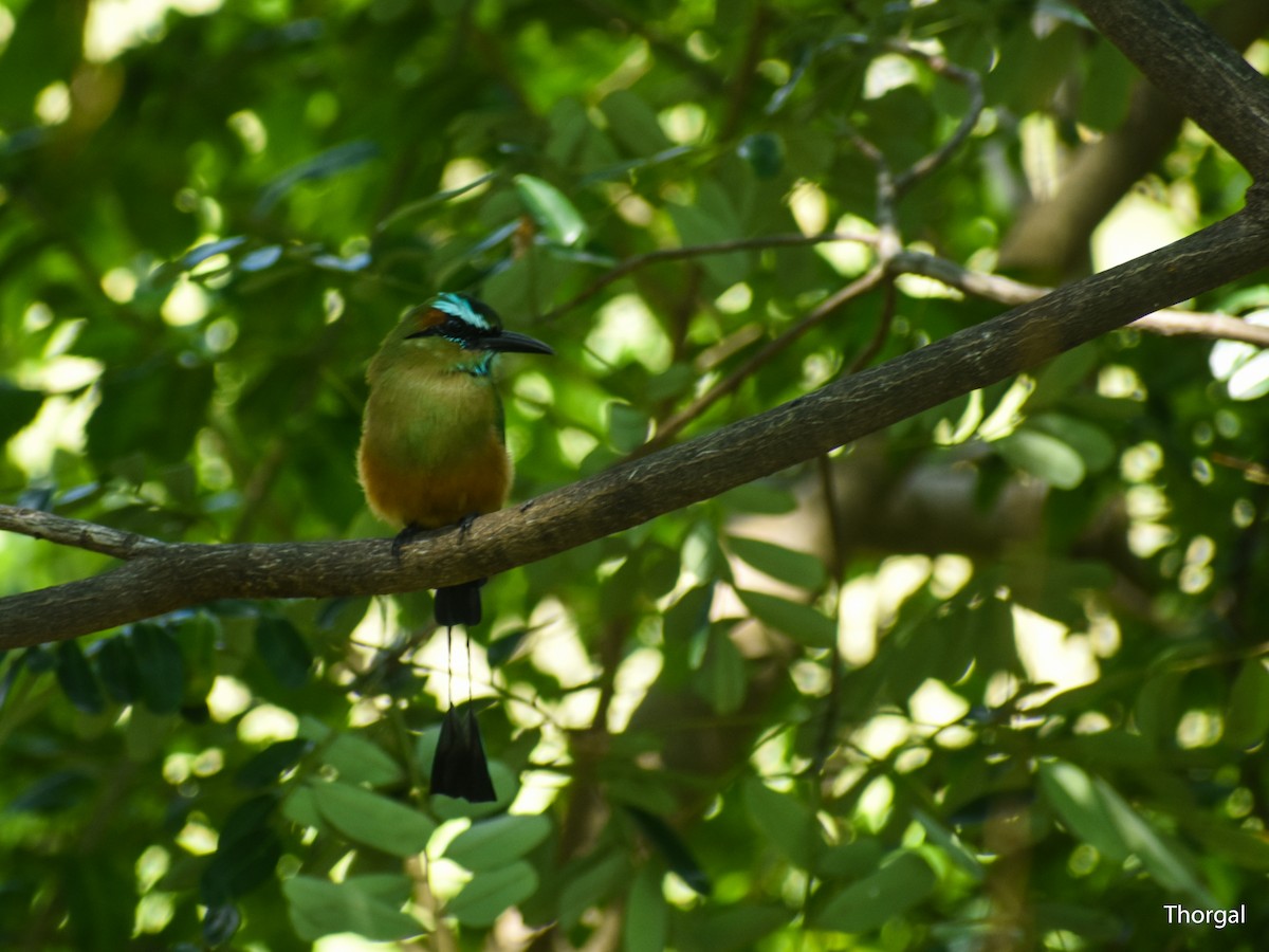 Turquoise-browed Motmot - ML644631161