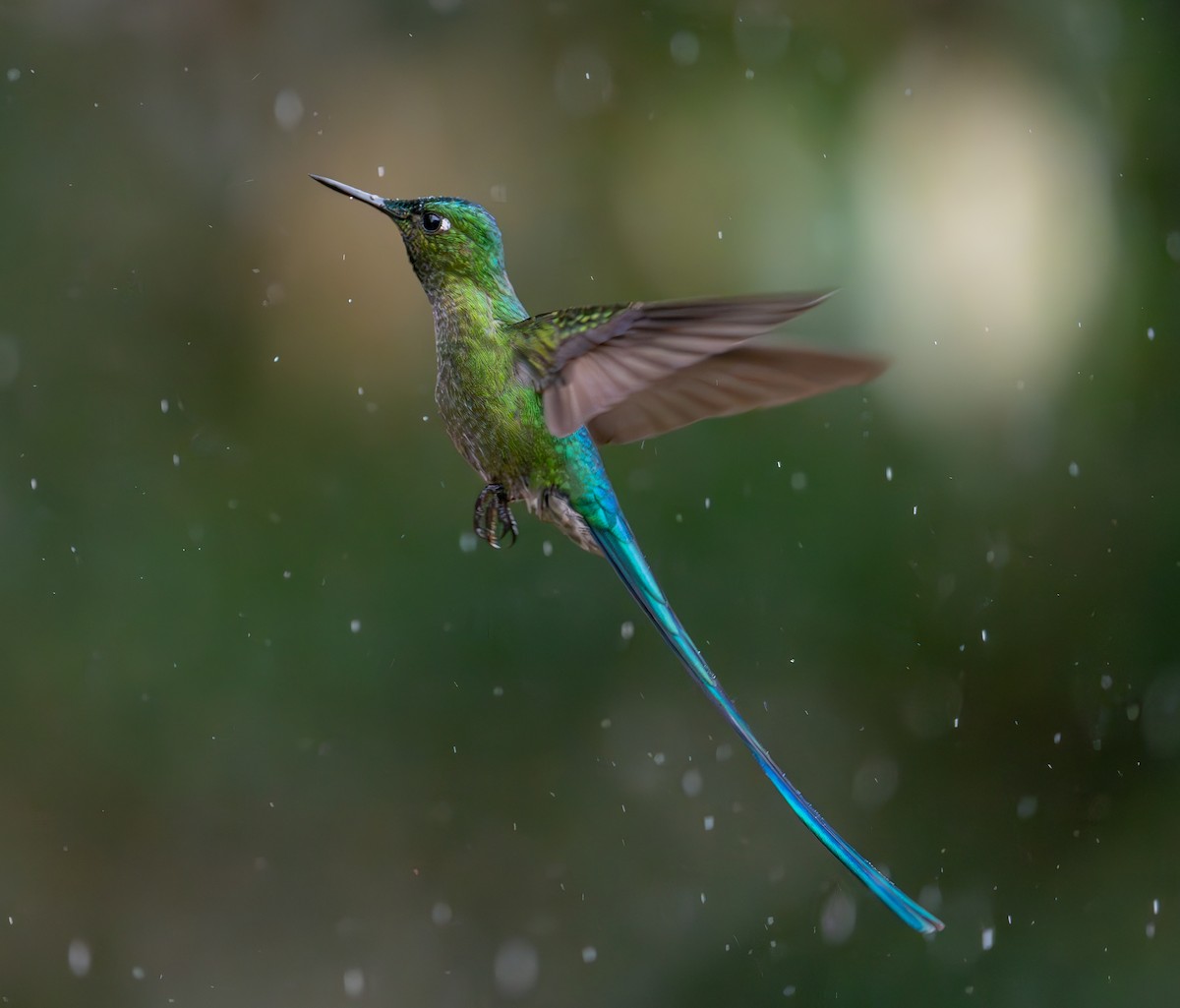 Long-tailed Sylph - ML644631168