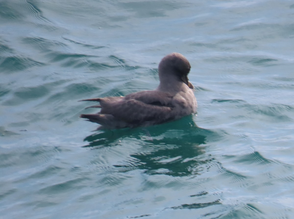 Fulmar boreala - ML644631171