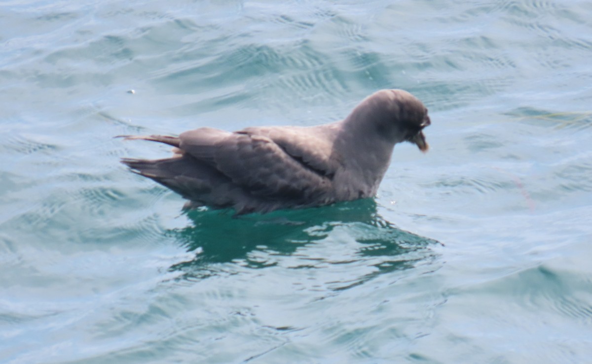 Fulmar boreala - ML644631172