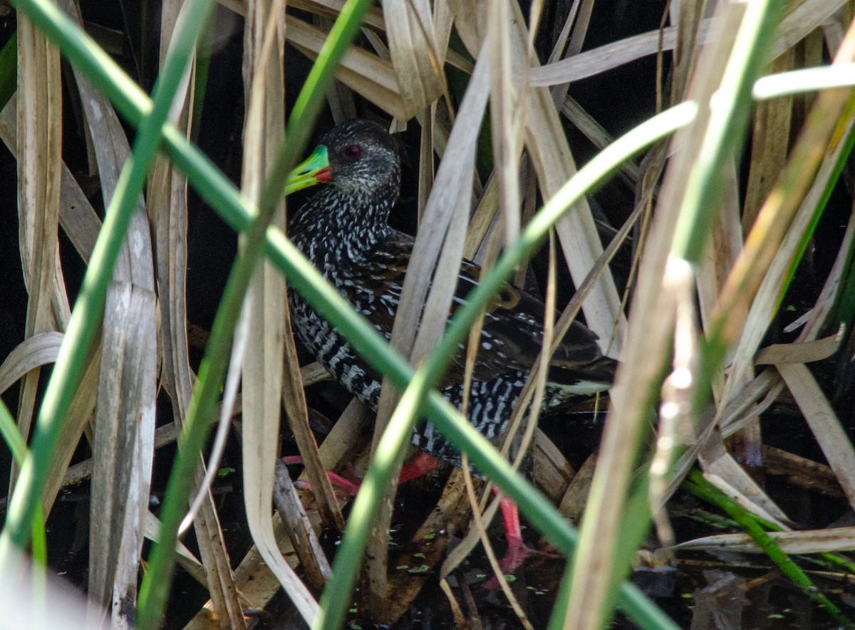 Spotted Rail - ML644631184