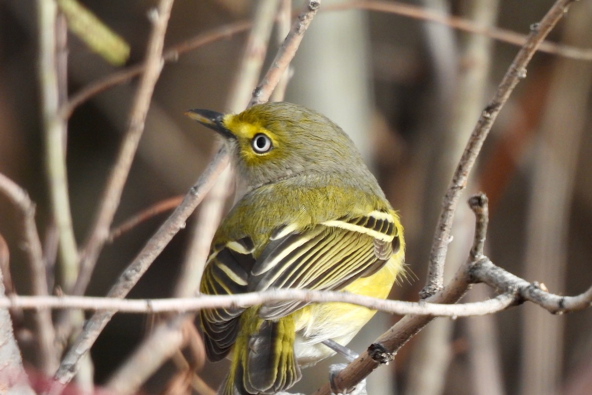 Vireo Ojiblanco - ML644631213