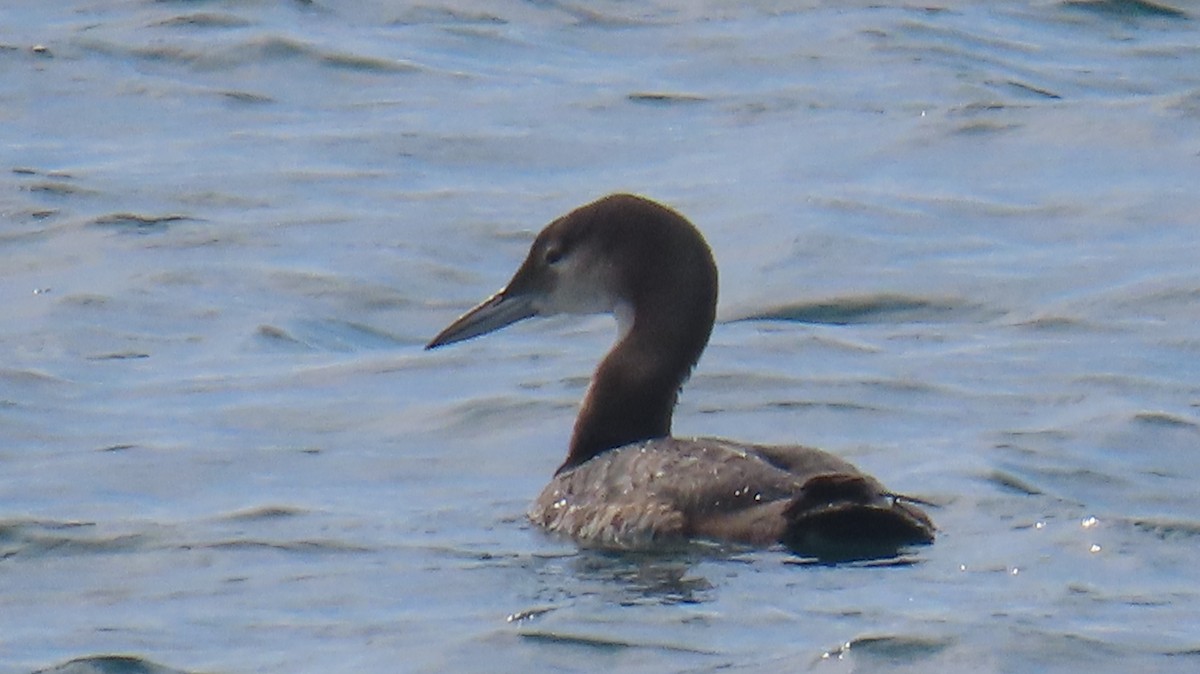 Common Loon - ML644631217