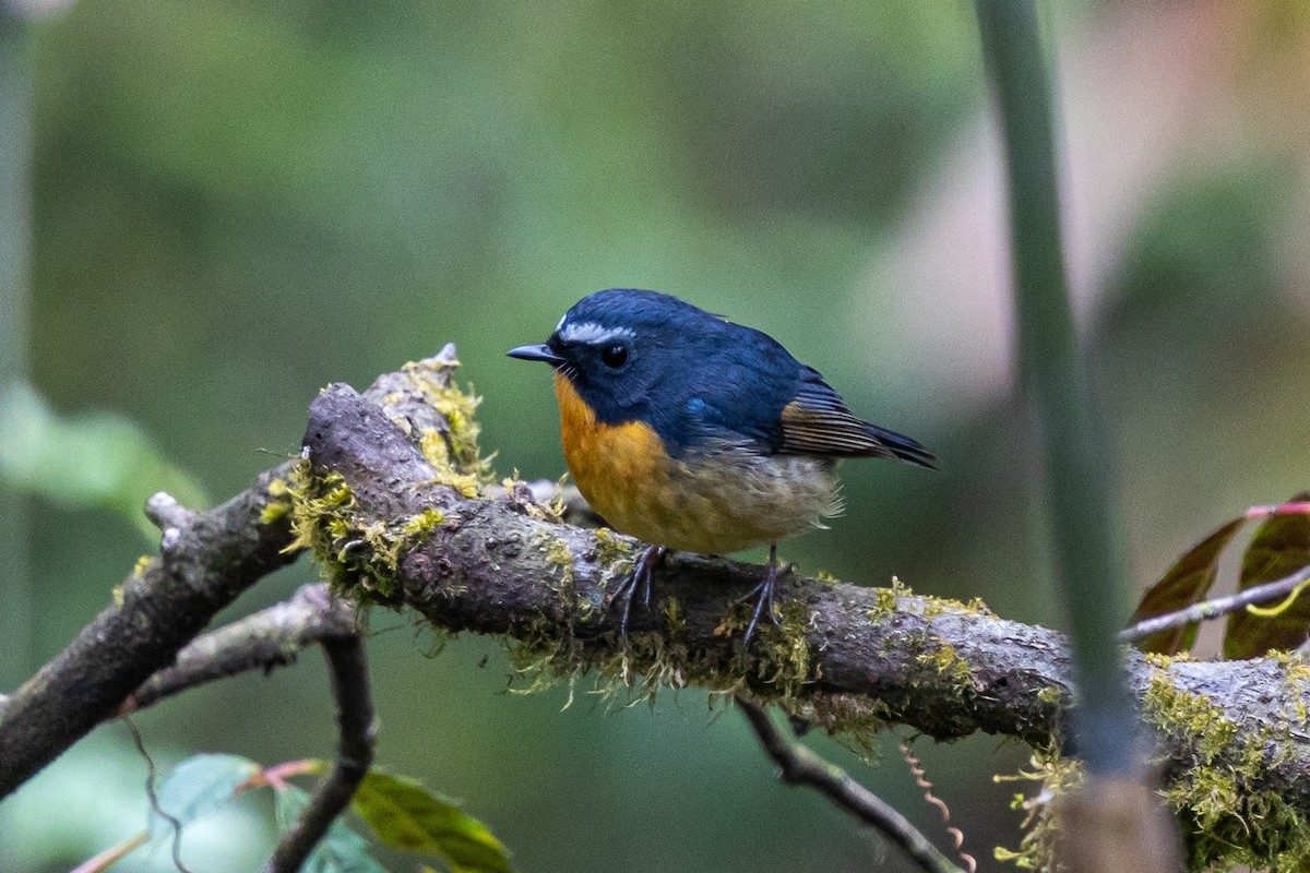 Rotbrustschnäpper - ML644631218