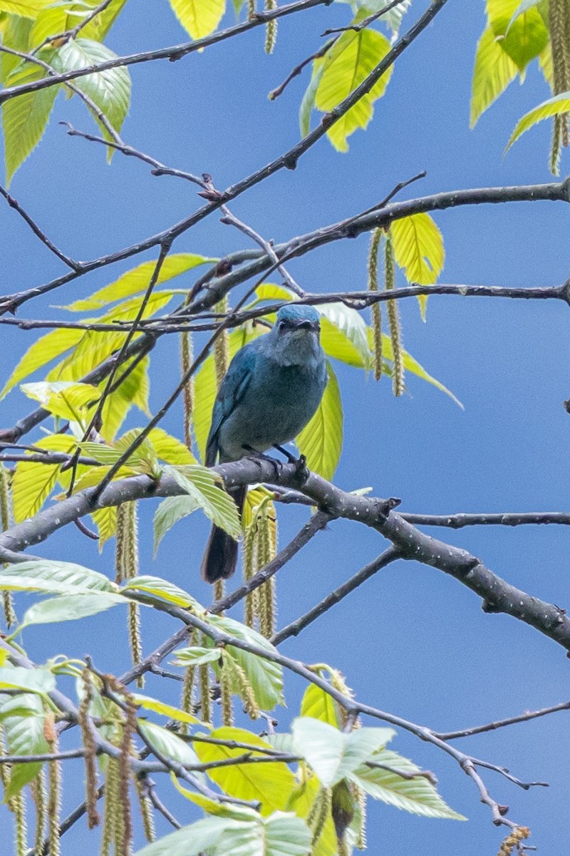 Lazulischnäpper - ML644631219