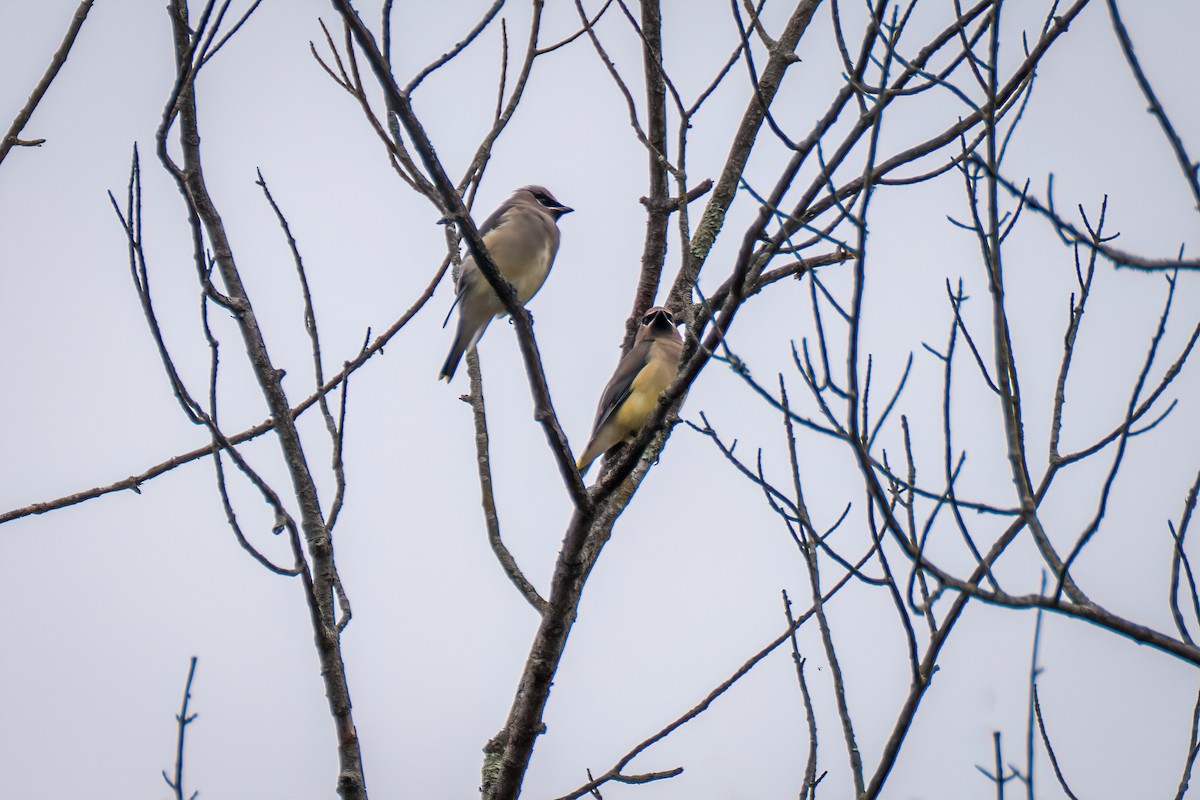 Jaseur d'Amérique - ML644631220