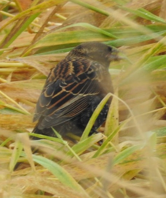 Red-winged Blackbird - ML644631226