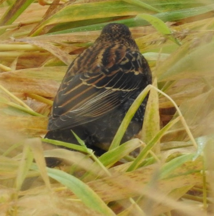 Red-winged Blackbird - ML644631228