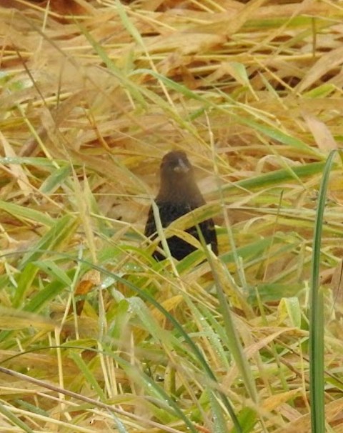 Red-winged Blackbird - ML644631229