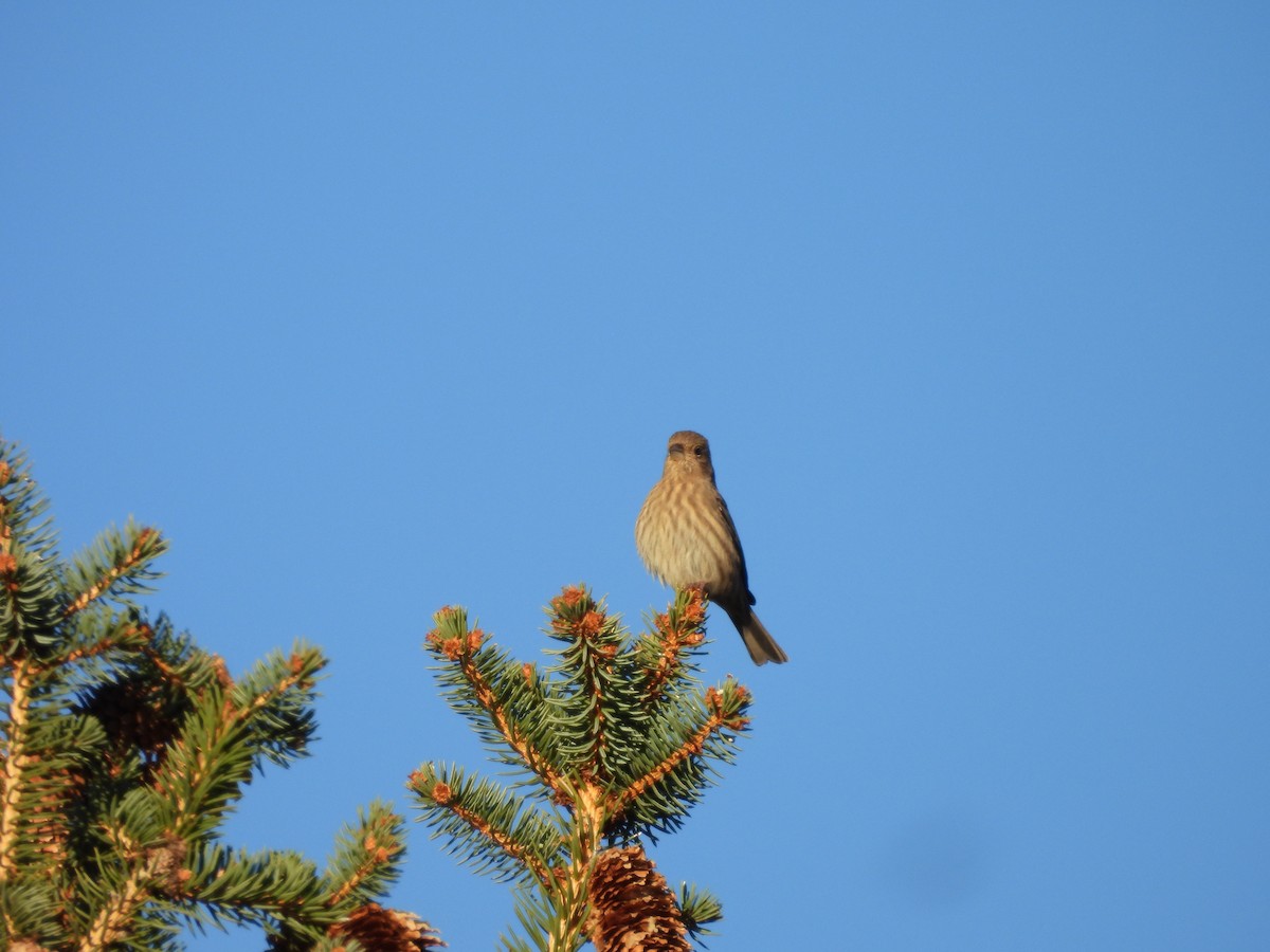 Roselin familier - ML644631230