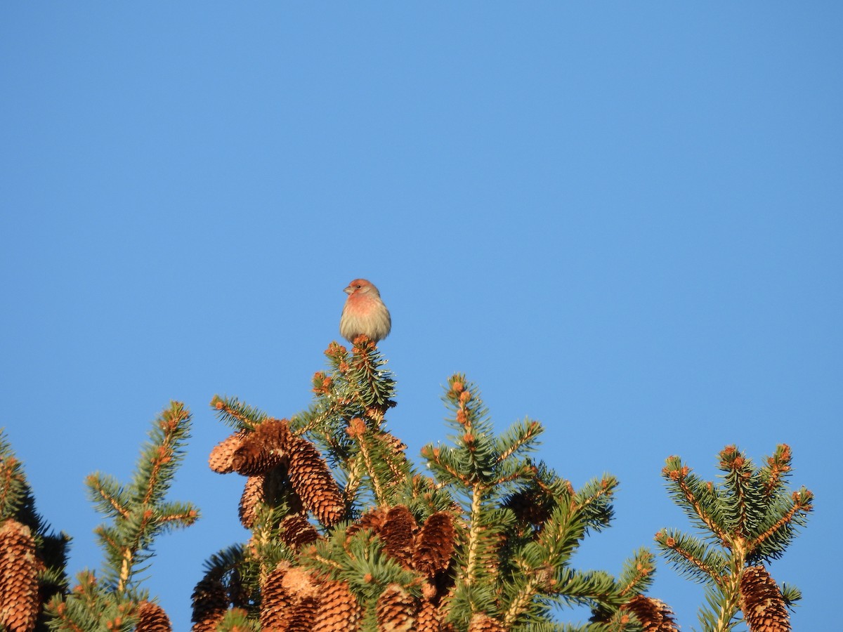 Roselin familier - ML644631231