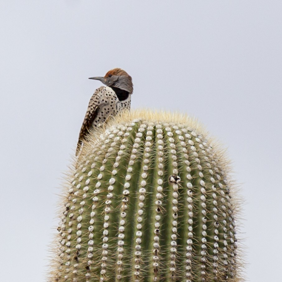 Gilded Flicker - ML644631235