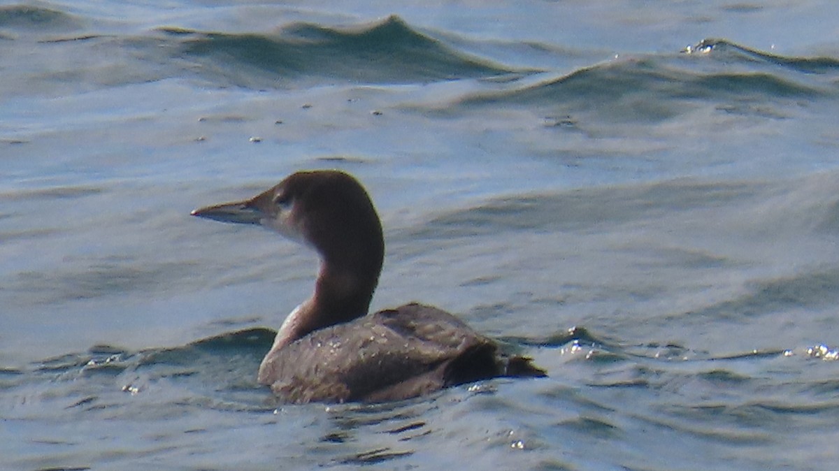 Common Loon - ML644631236