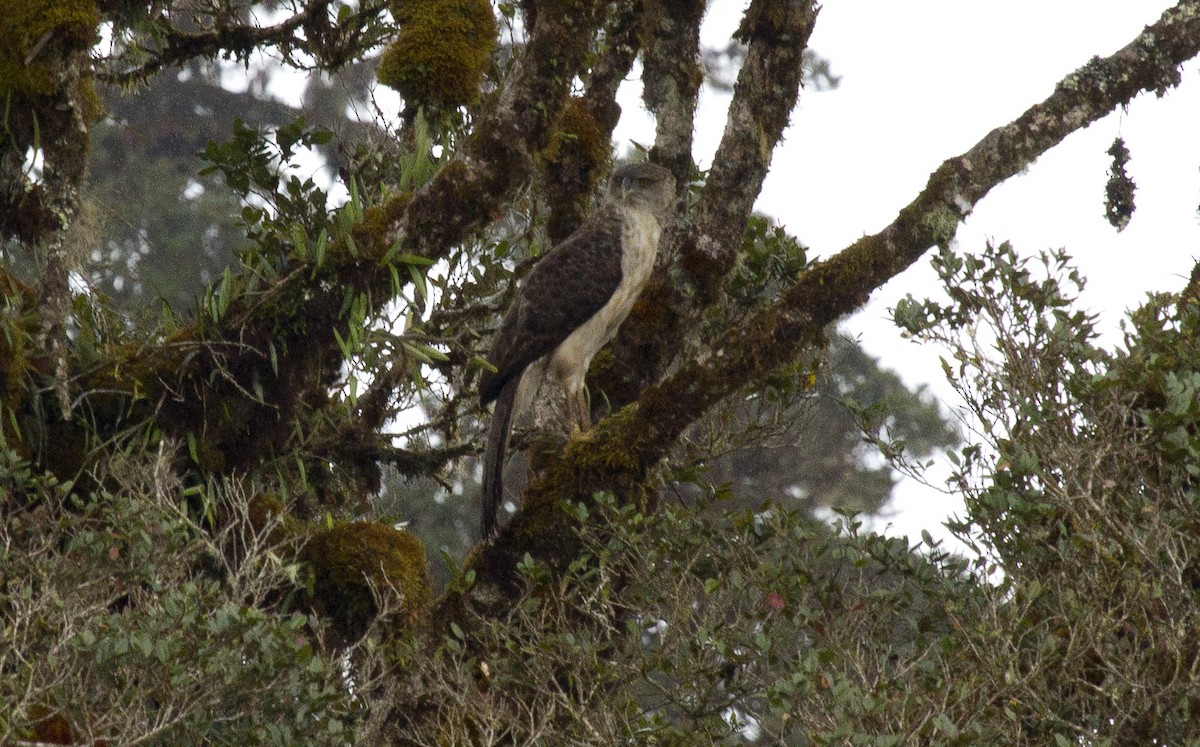 Harpie de Nouvelle-Guinée - ML644631242