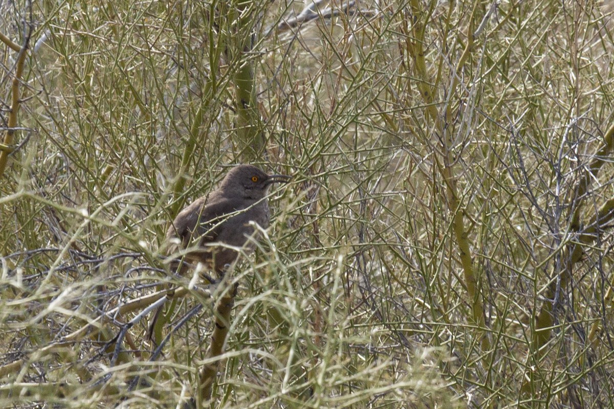 Bendire's Thrasher - ML644631243