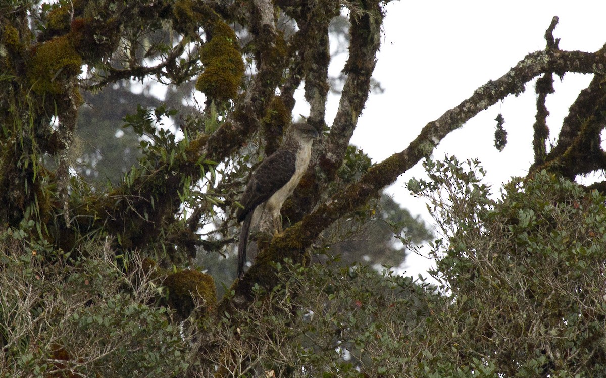 Harpie de Nouvelle-Guinée - ML644631244